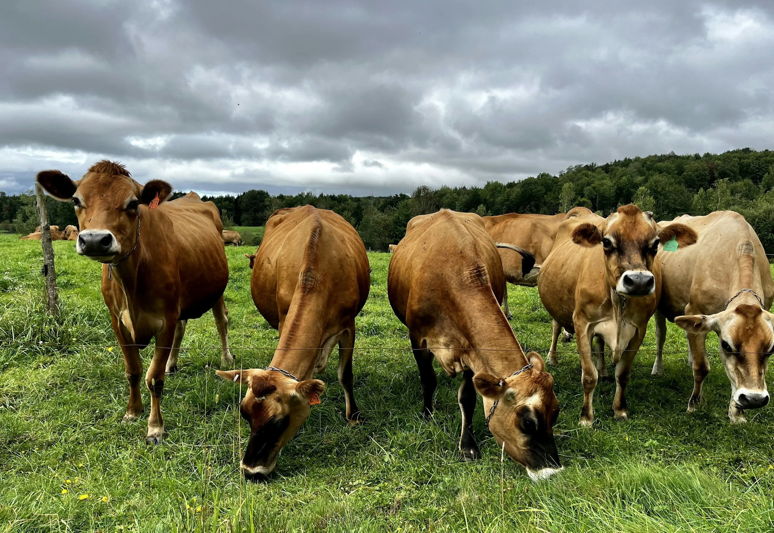 Jersey cows grazing on an Idaho farm — source of raw milk for Jersey Girl Soap