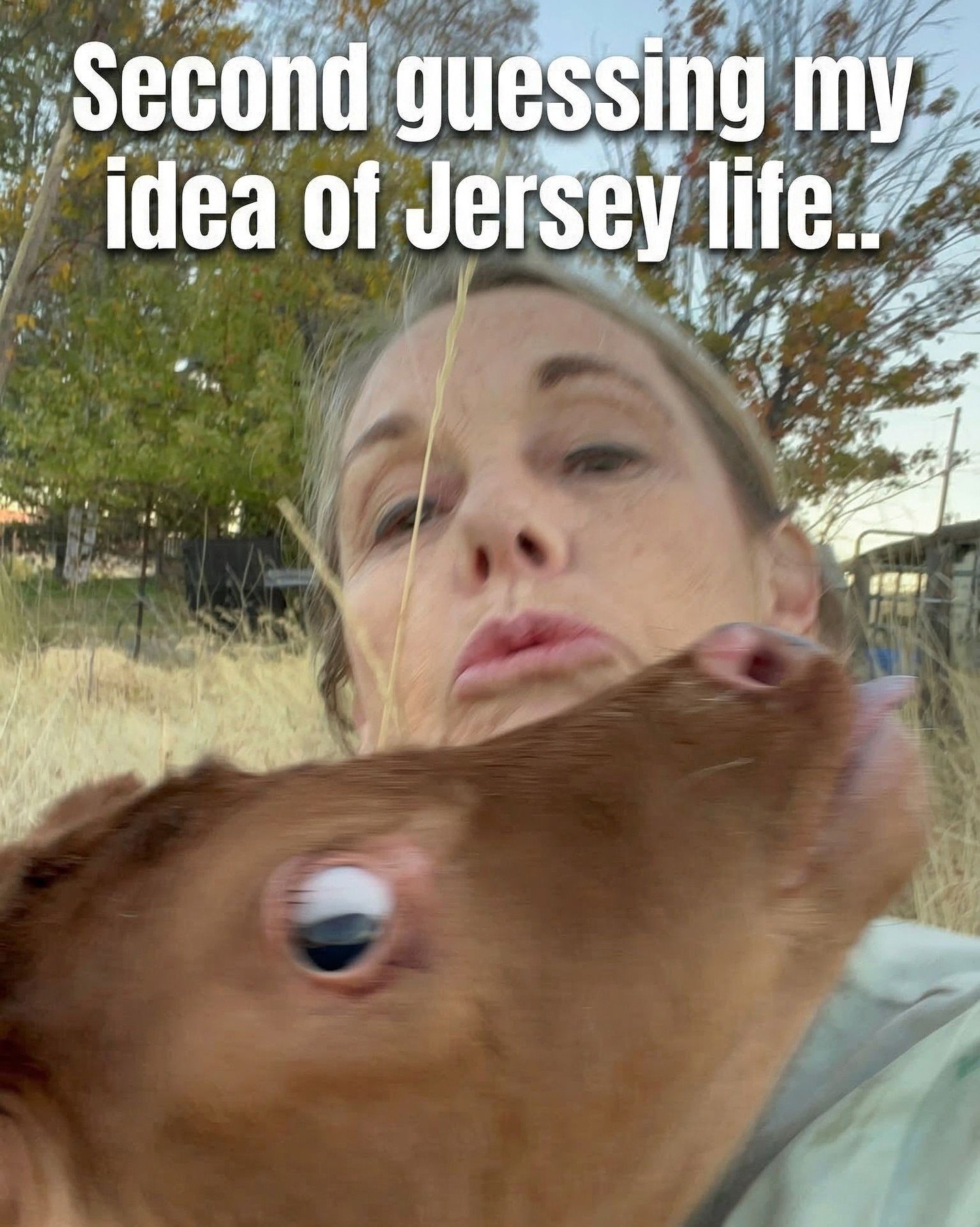 Ever wonder why I chose a Jersey heifer instead of any other cow?

When I picked her out, I wasn&rsquo;t just choosing a cow&mdash;I was choosing the heart of my soap. Jersey milk is richer, higher in butterfat, and packed with nutrients that turn ev