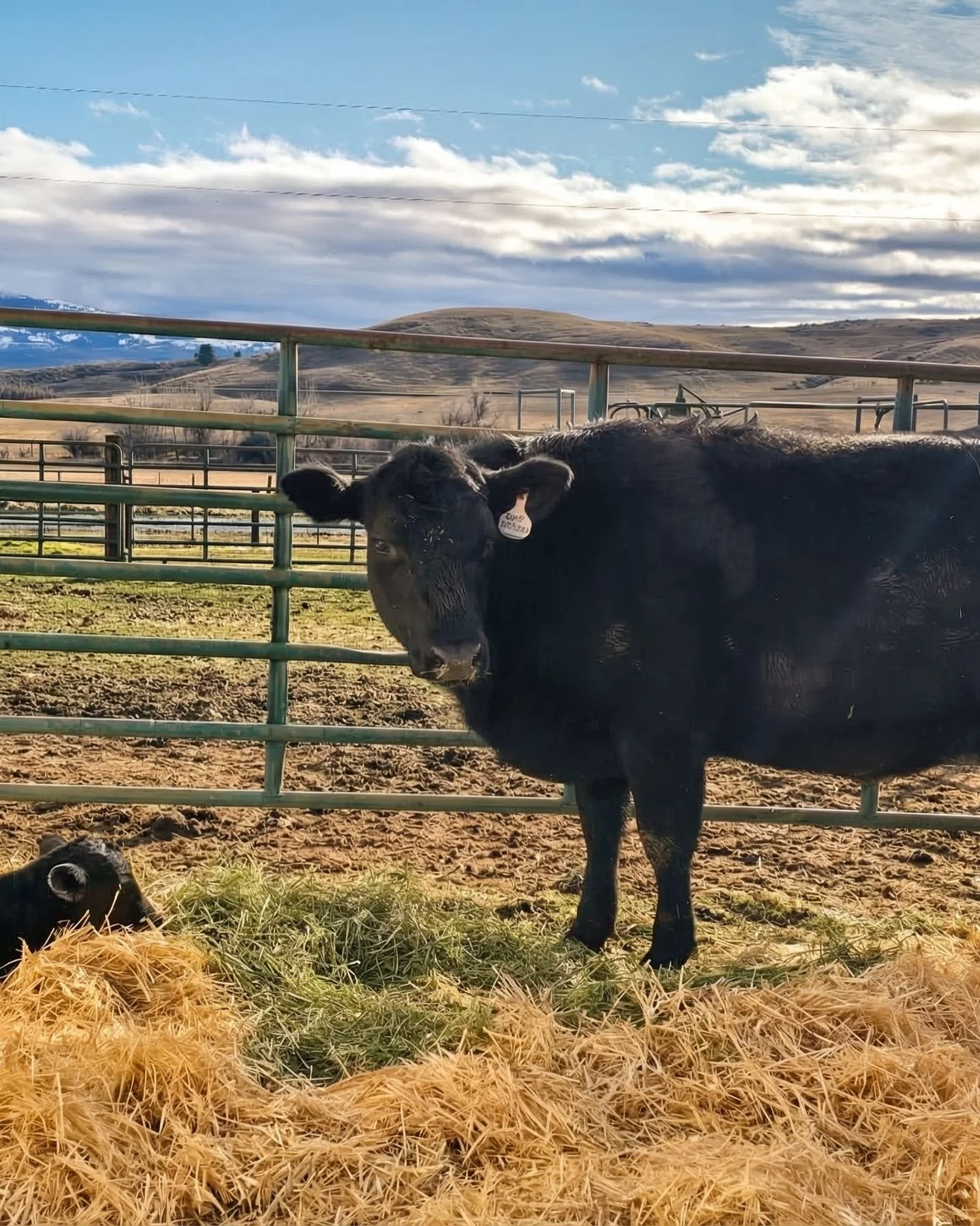 Some days I still can&rsquo;t believe this is my life.

Mornings start with feeding the beef, and my Jersey girl then checking on the goats and chickens while the dog runs circles like he owns the place. There&rsquo;s dirt on my boots, wind in my hai