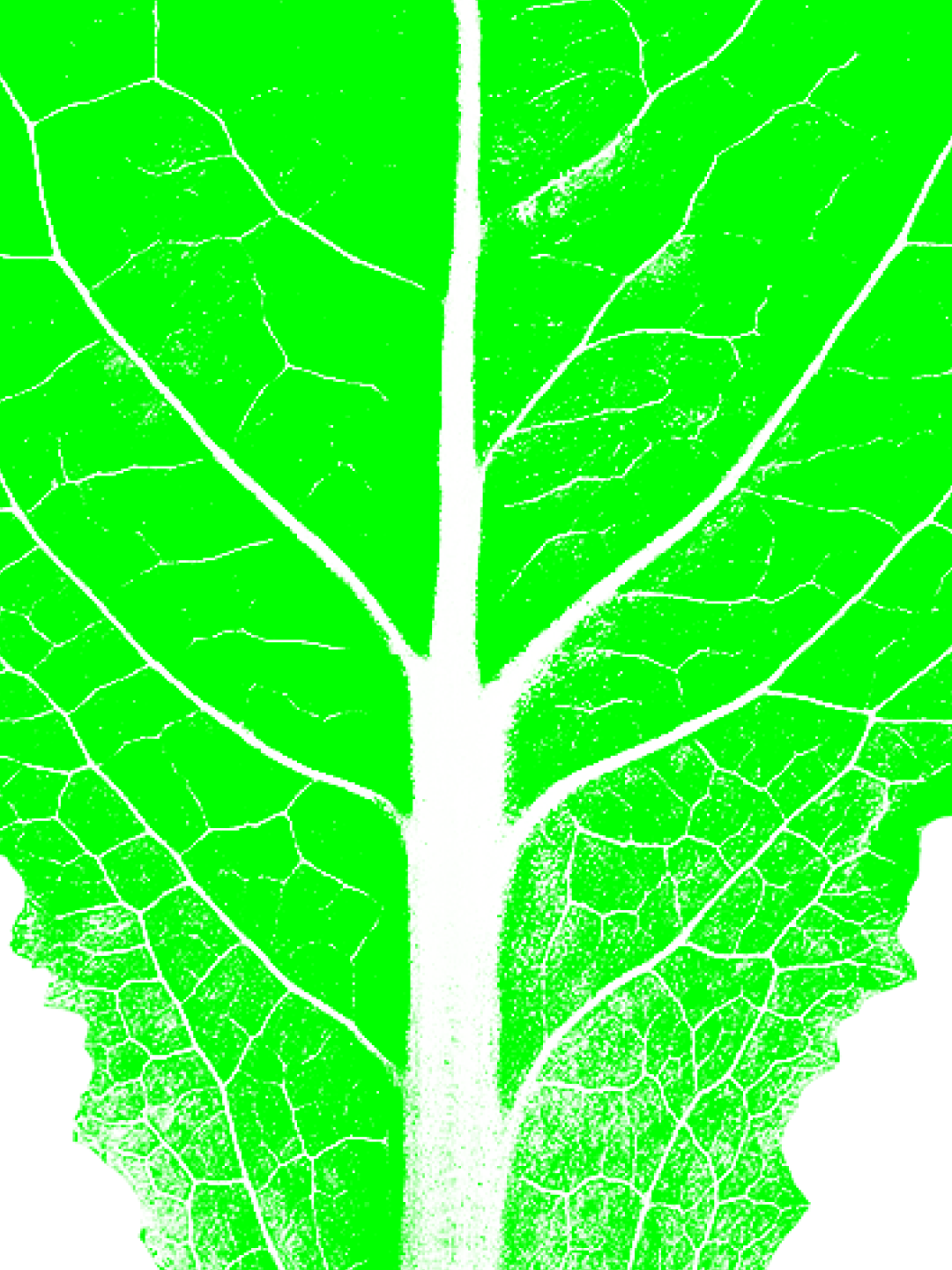 Square Roots—Brand
