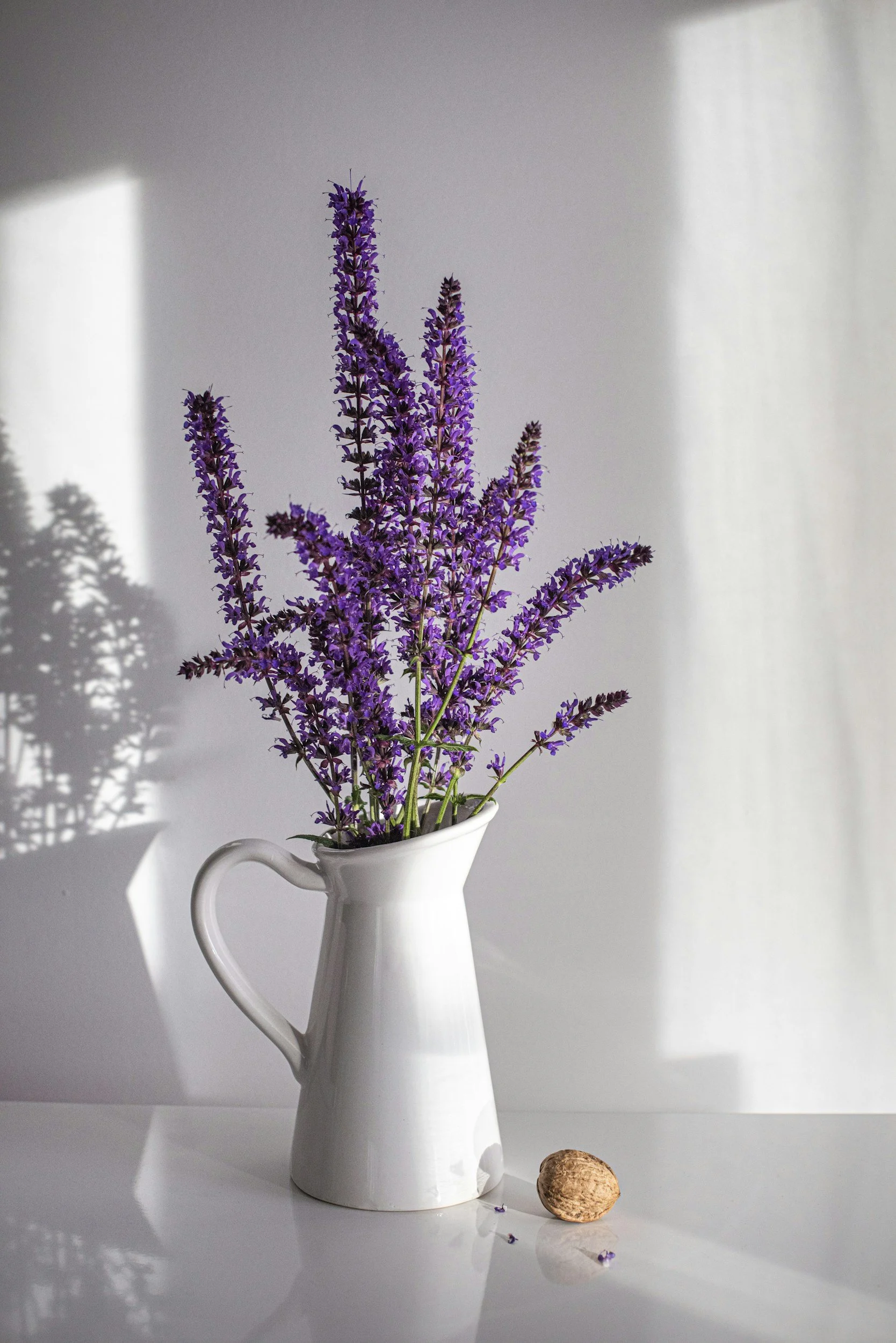 A white pitcher with purple lavender flowers, a walnut, and small lavender petals on a white surface, with shadows cast on a light gray wall.