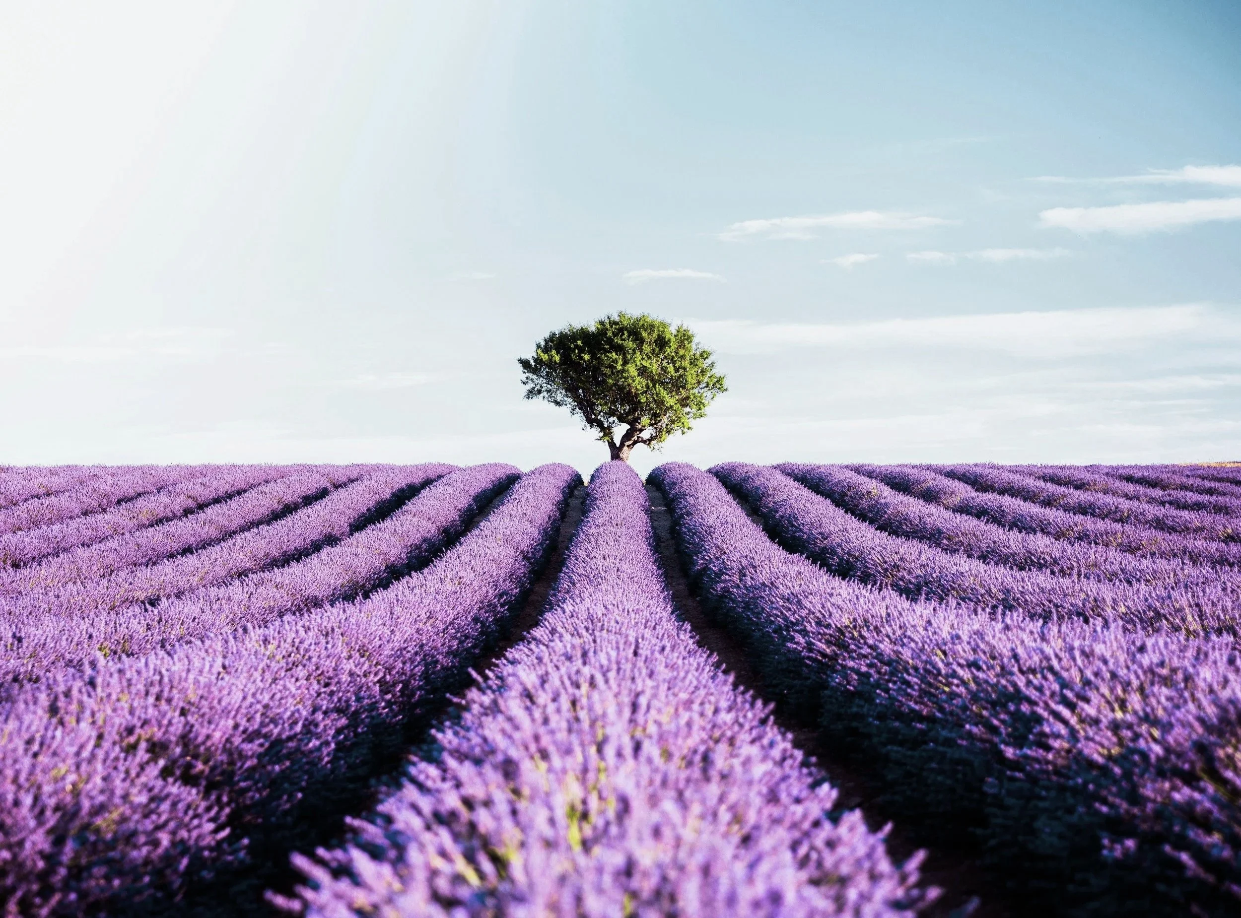 A green tree standing alone in the center of a vast purple lavender field under a clear blue sky.