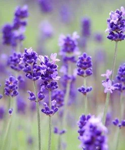 Lavender flowers in a field with a blurred background