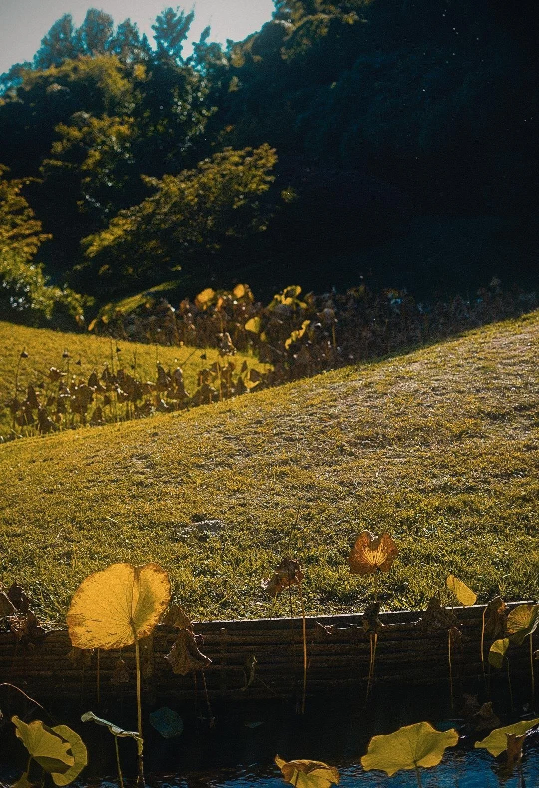 Une scène naturelle avec une pente herbeuse, des feuilles de lotus flottantes à la surface de l'eau, et une forêt dense en arrière-plan. La lumière du soleil illumine la végétation.