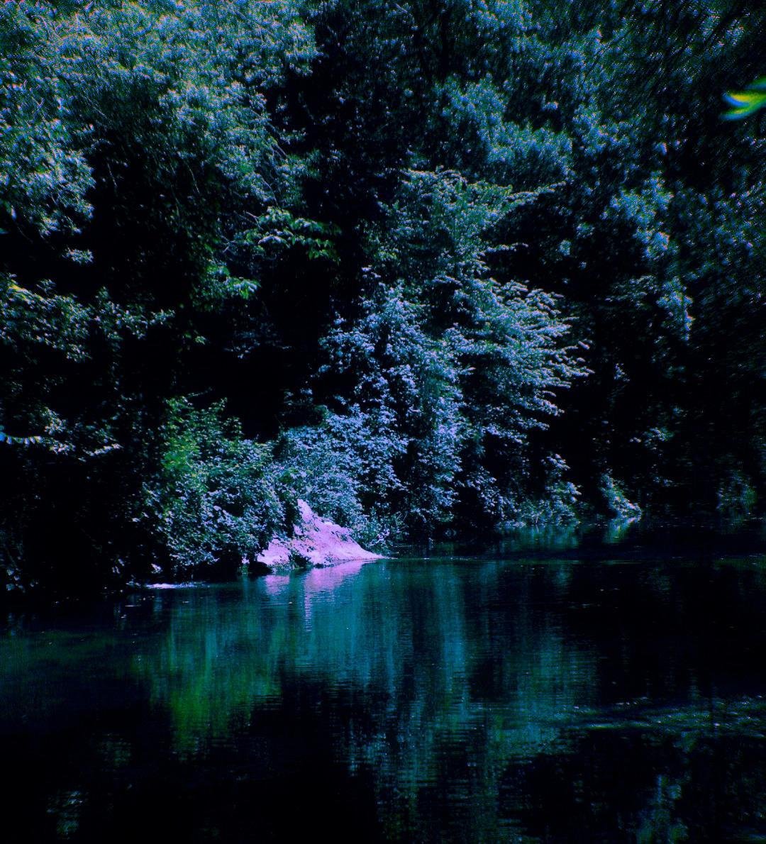Une rivière entourée de végétation dense avec des arbres et arbustes verts.