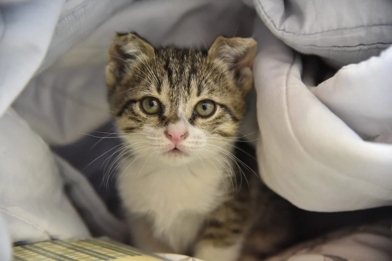 Ways to Help Animals During The Summer! 