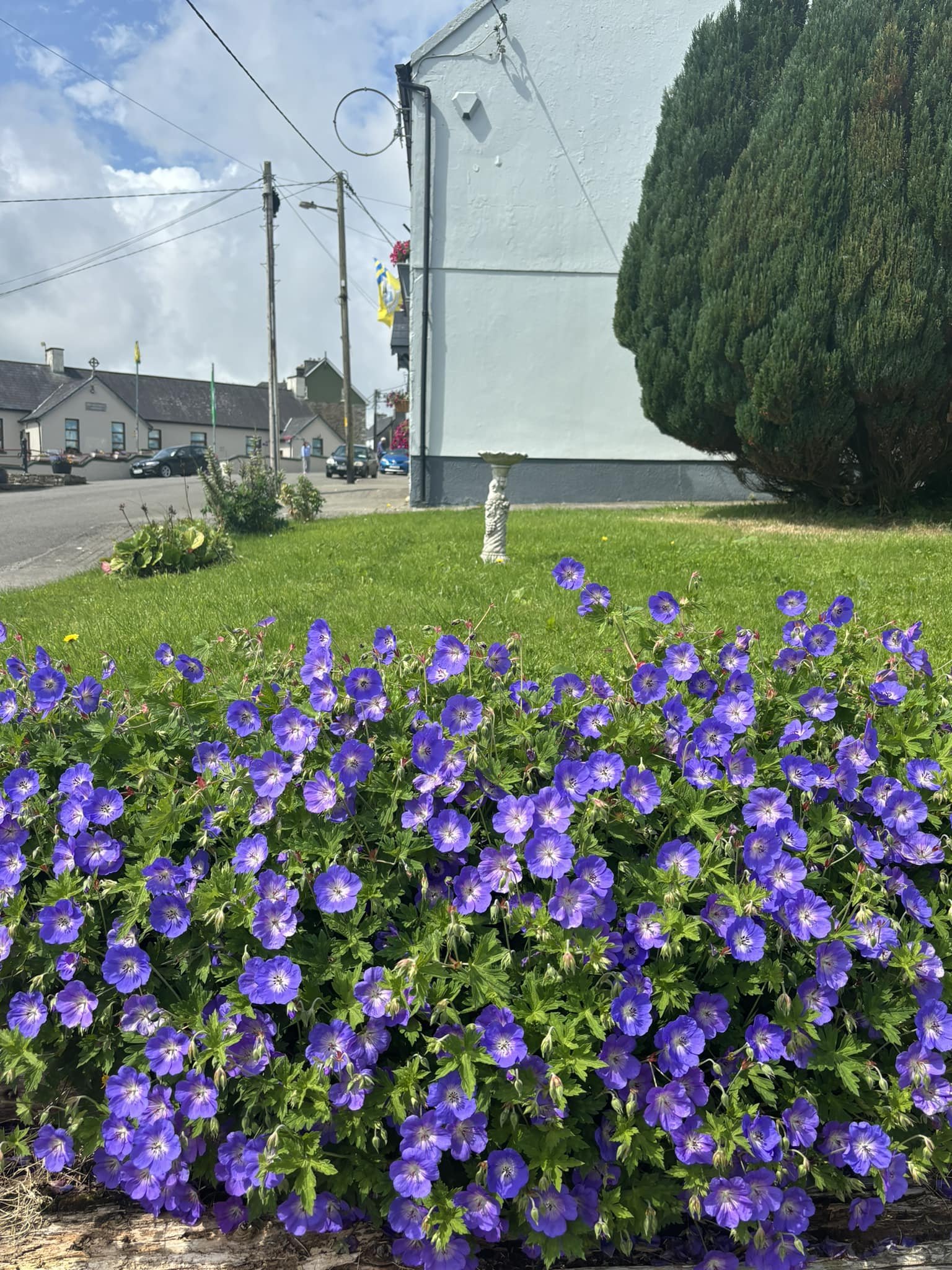 A garden with purple flowers in the foreground, a white building, green bushes, and parked cars in the background.