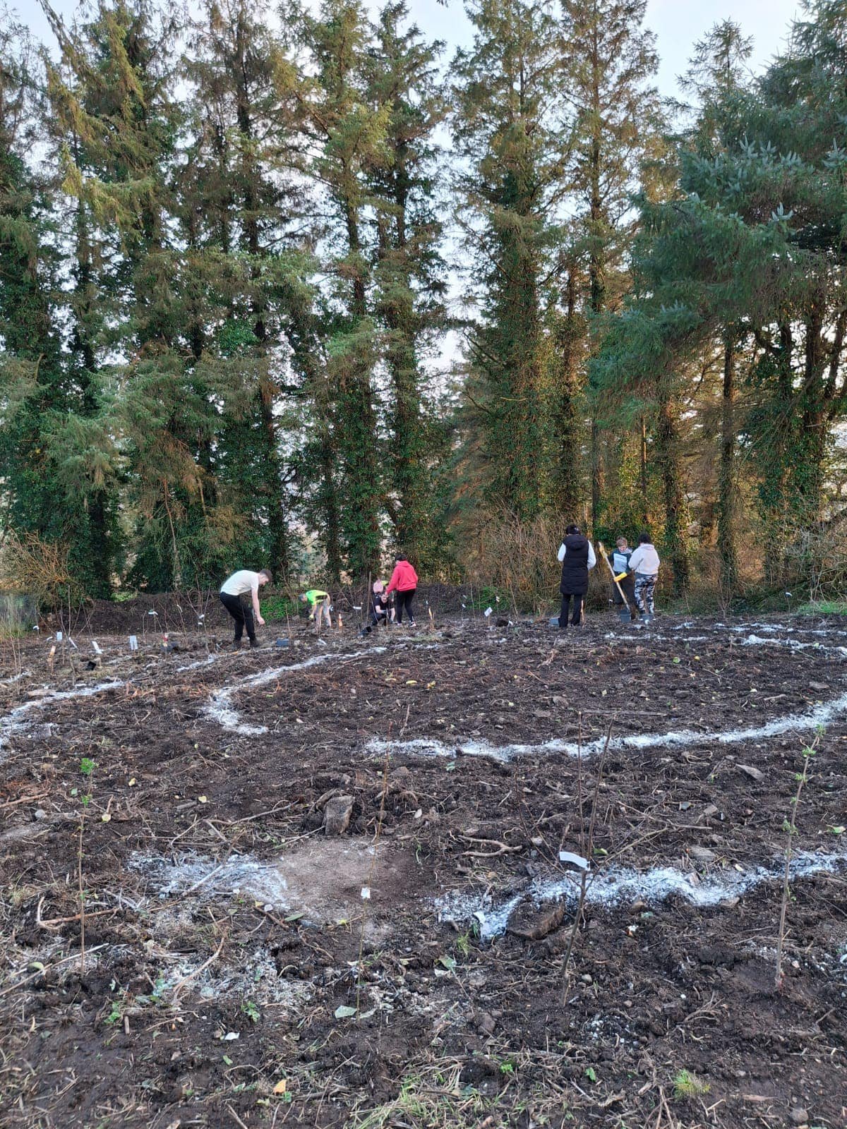 People planting trees in a forested area during the daytime.