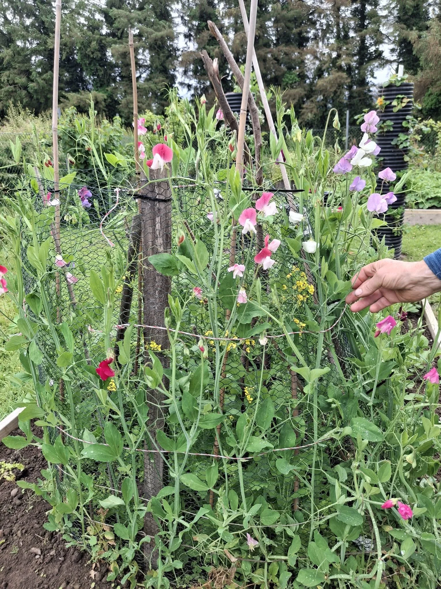 community gardenn.jpg