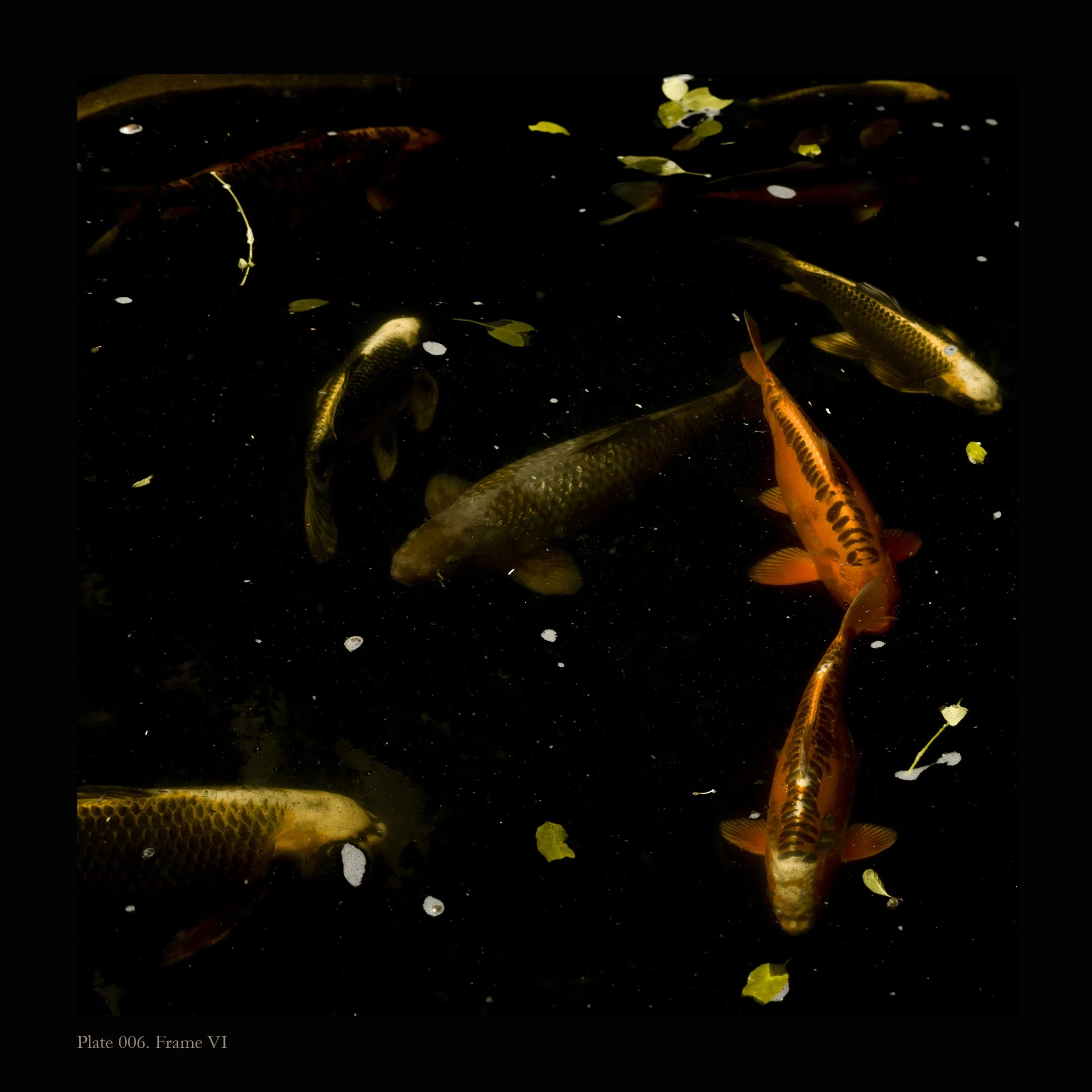 Frame VI