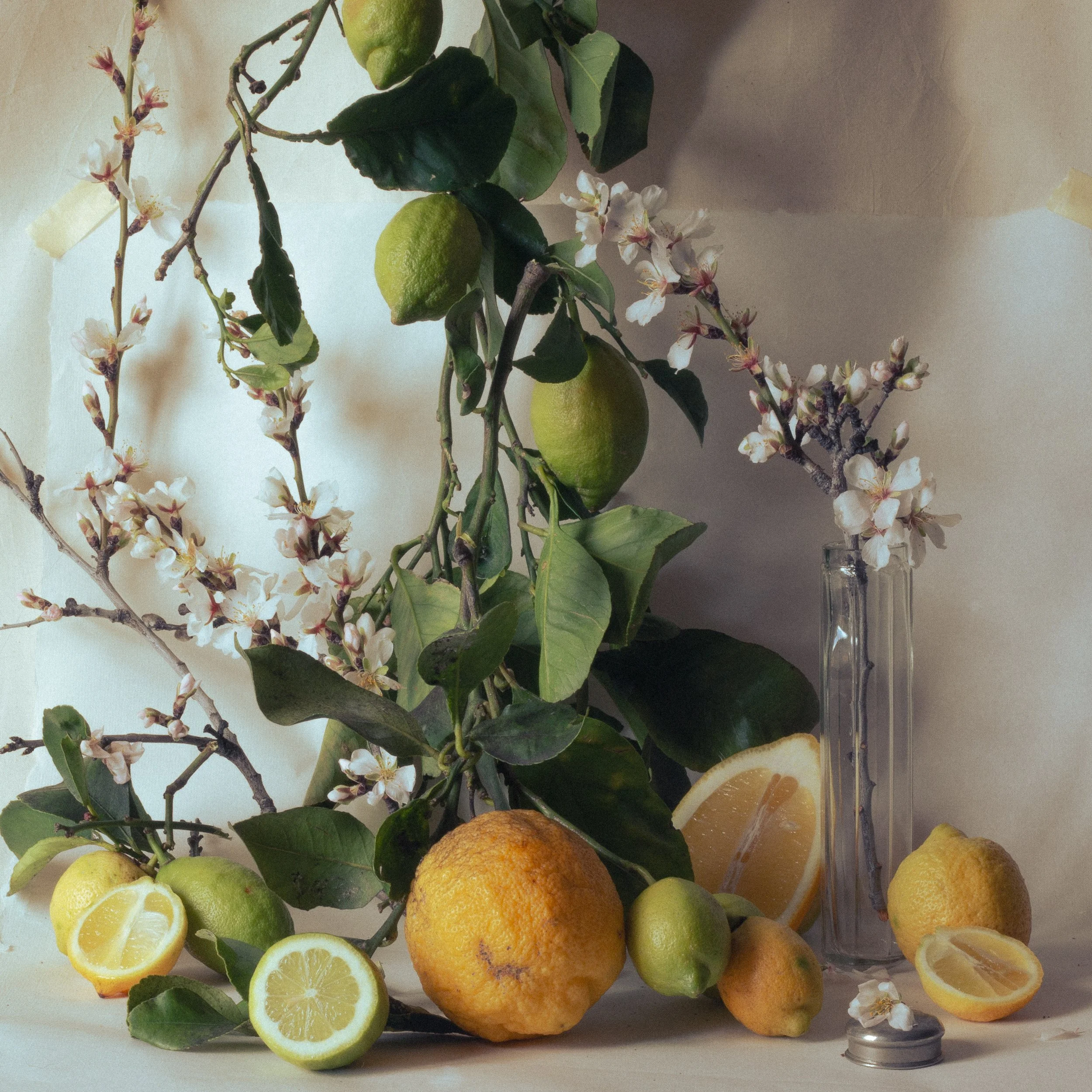 Fruits and Blossoms