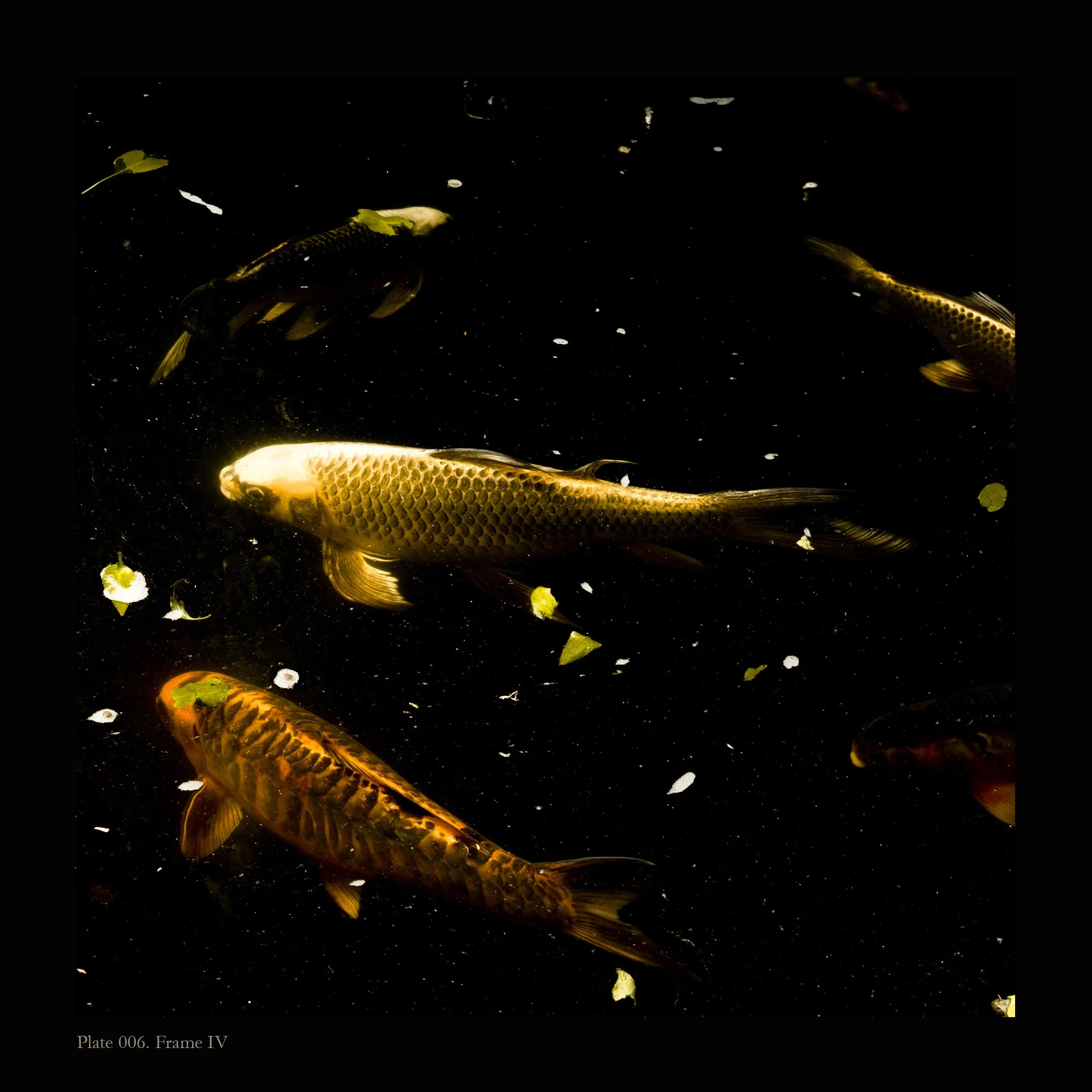 Koi Fish