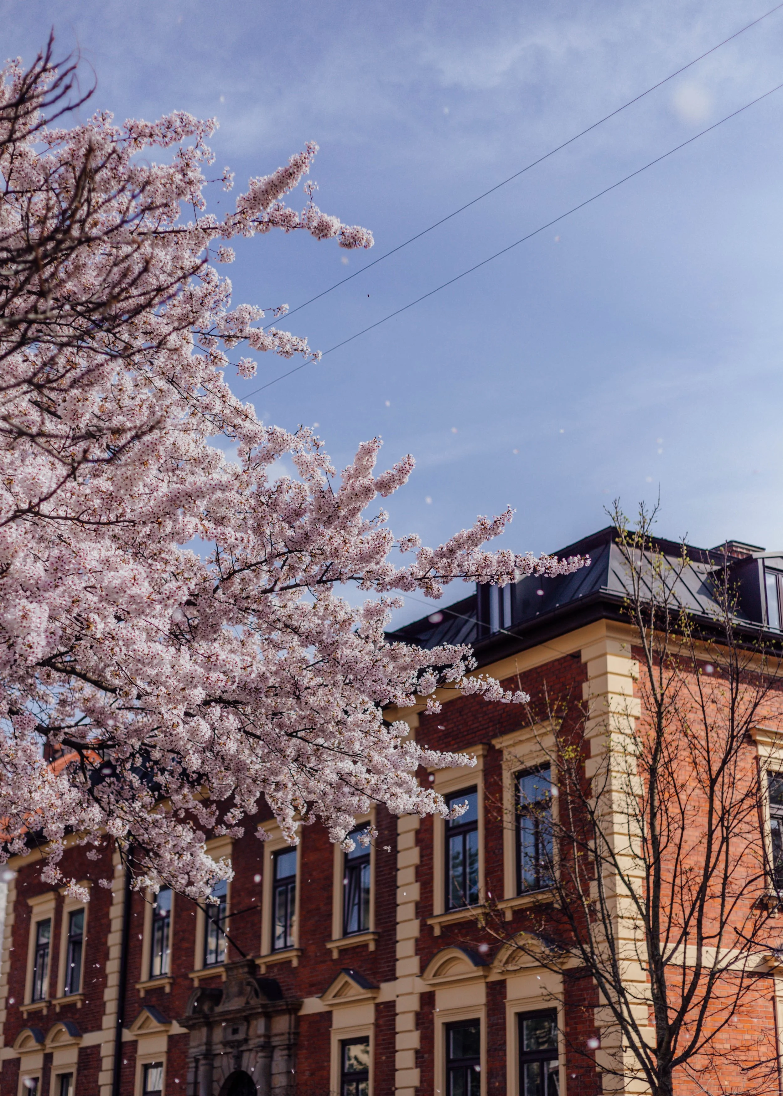 Blooming cherry blossom tree in front of a brick building under a clear blue sky with a few clouds.