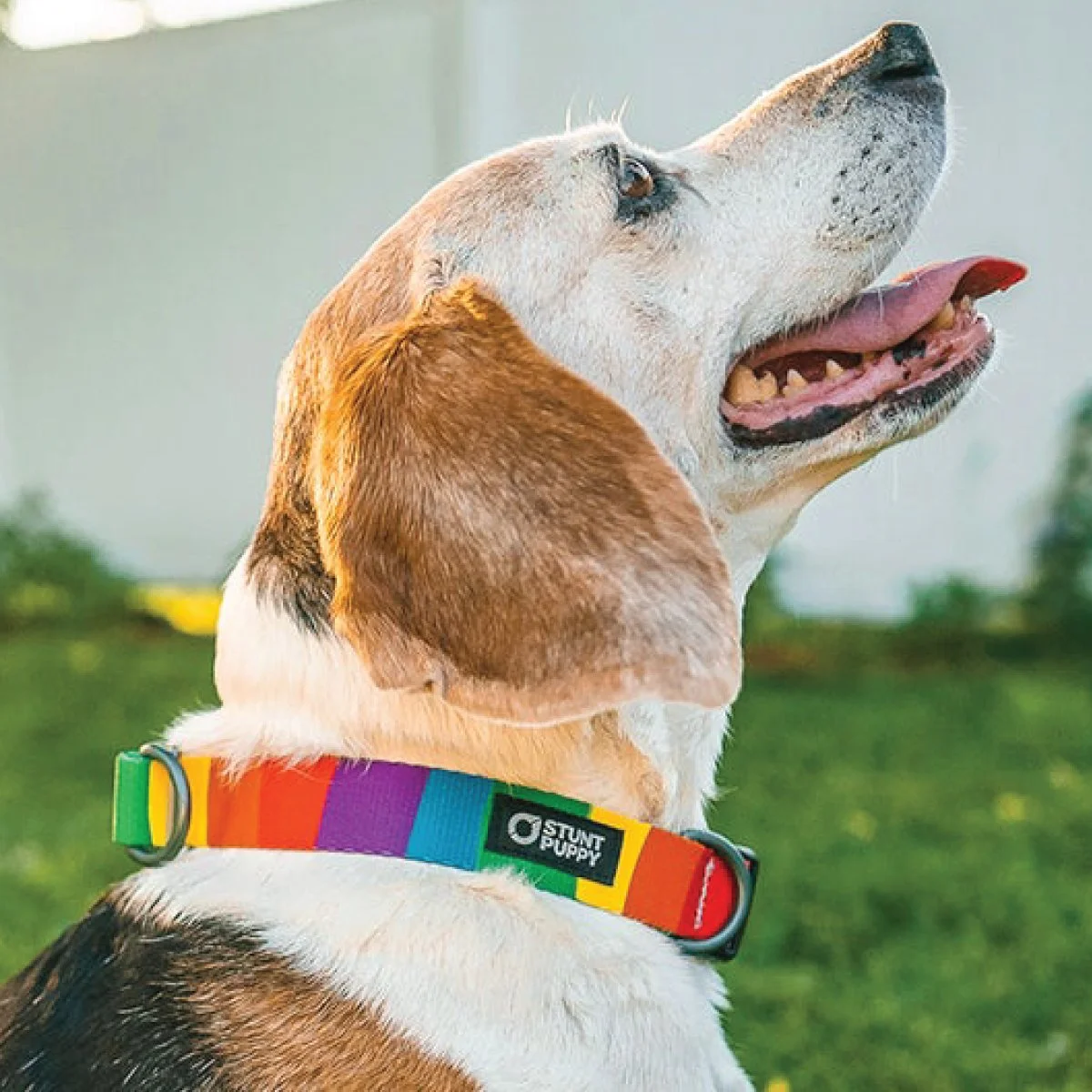 A beagle dog with a colorful rainbow collar looking upwards outdoors.