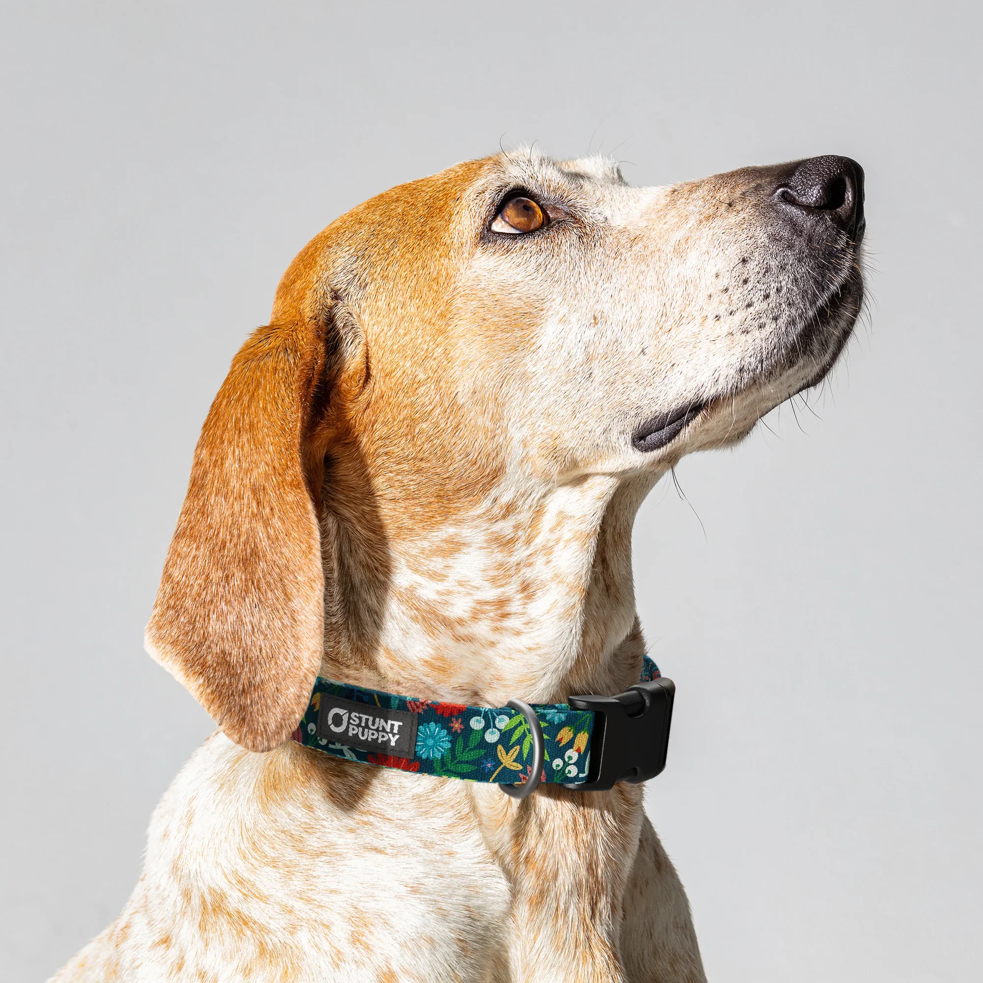 frolic_fall_dog.webp