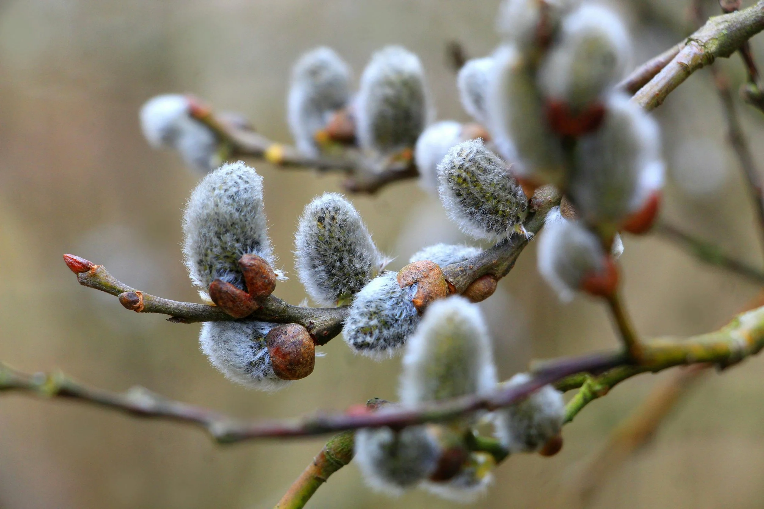 Close-up of fuzzy catkins on a tree branch during early spring.