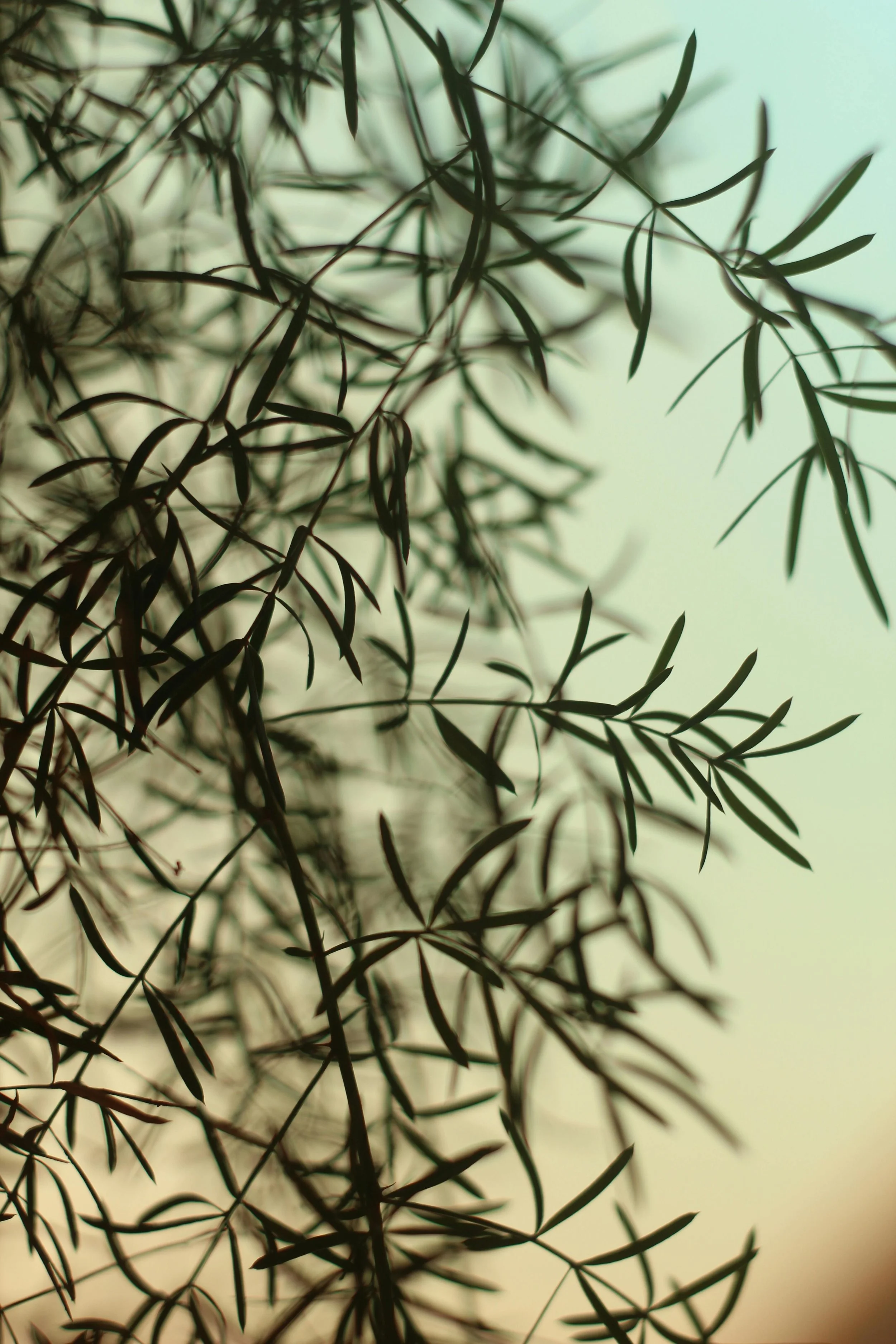 Close-up of dark green, slender, elongated leaves on thin branches against a softly blurred background.
