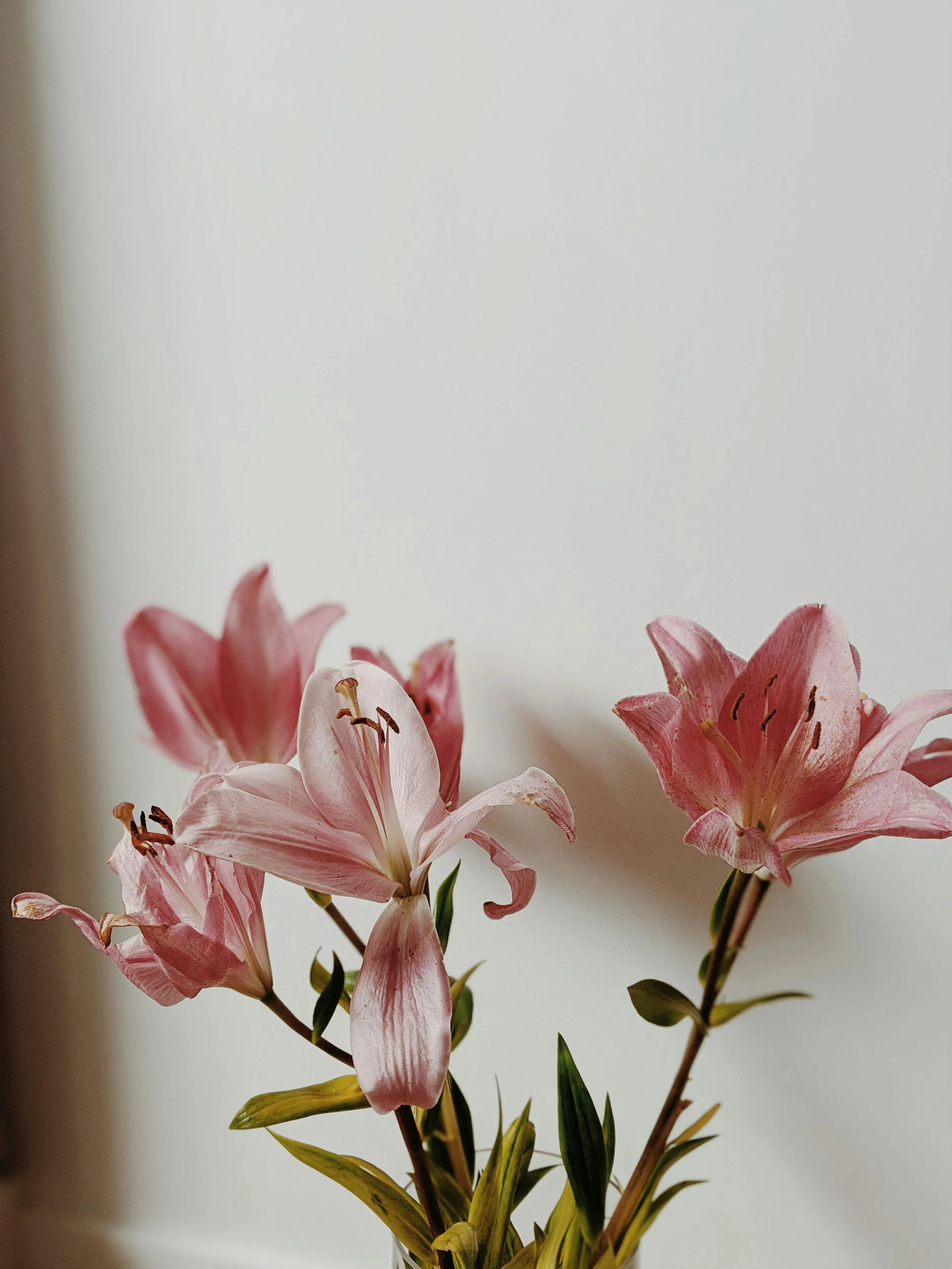 Pink lily flowers in a vase against a plain light-colored wall.