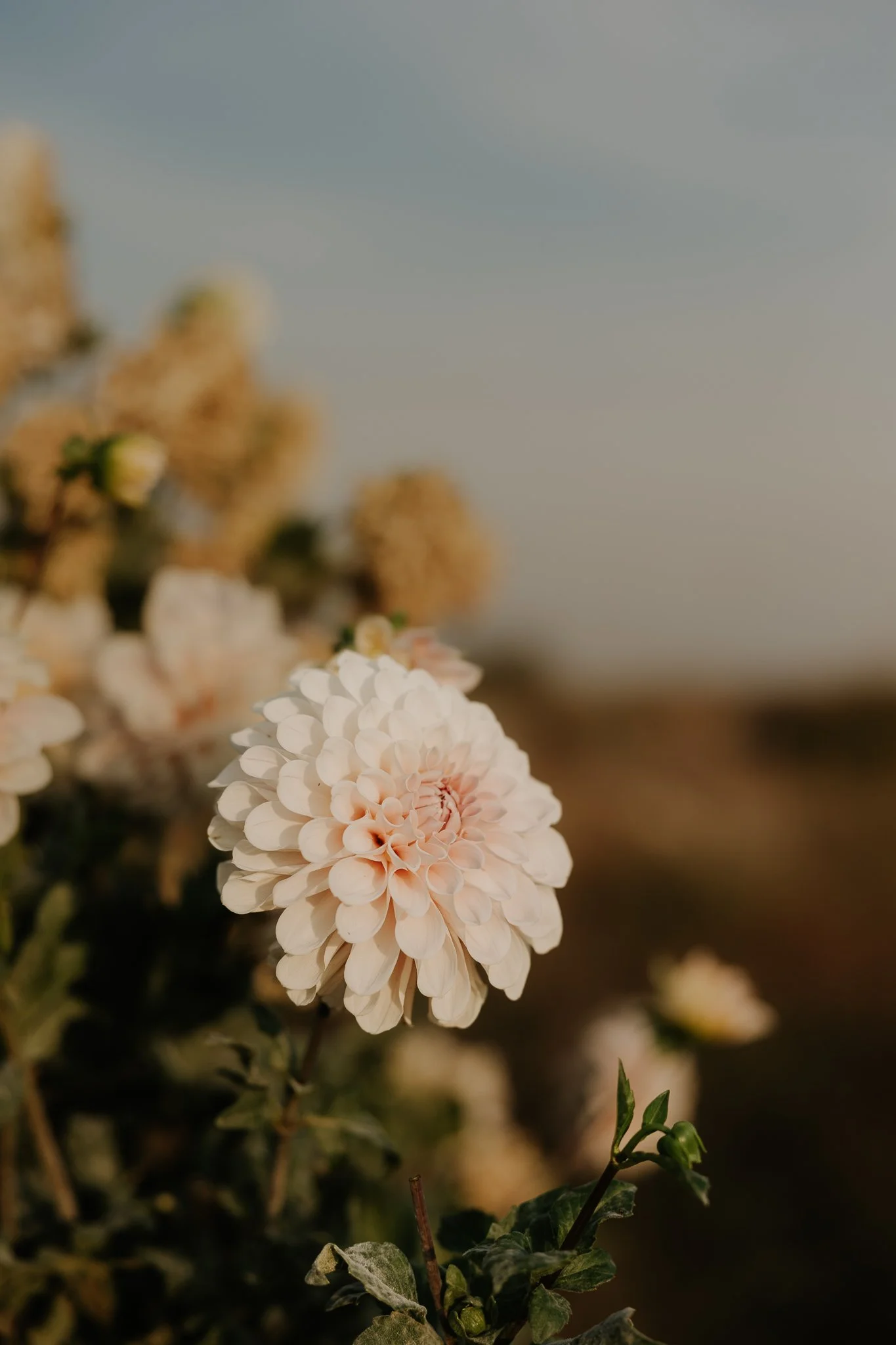 Sweet Nathalie Dahlia Tubers