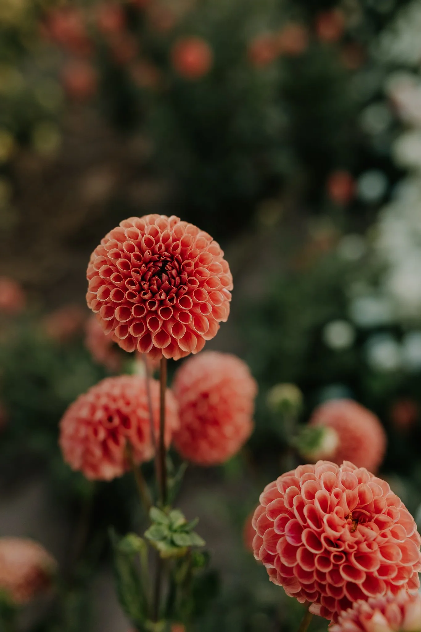 Cornel Bronze Dahlias