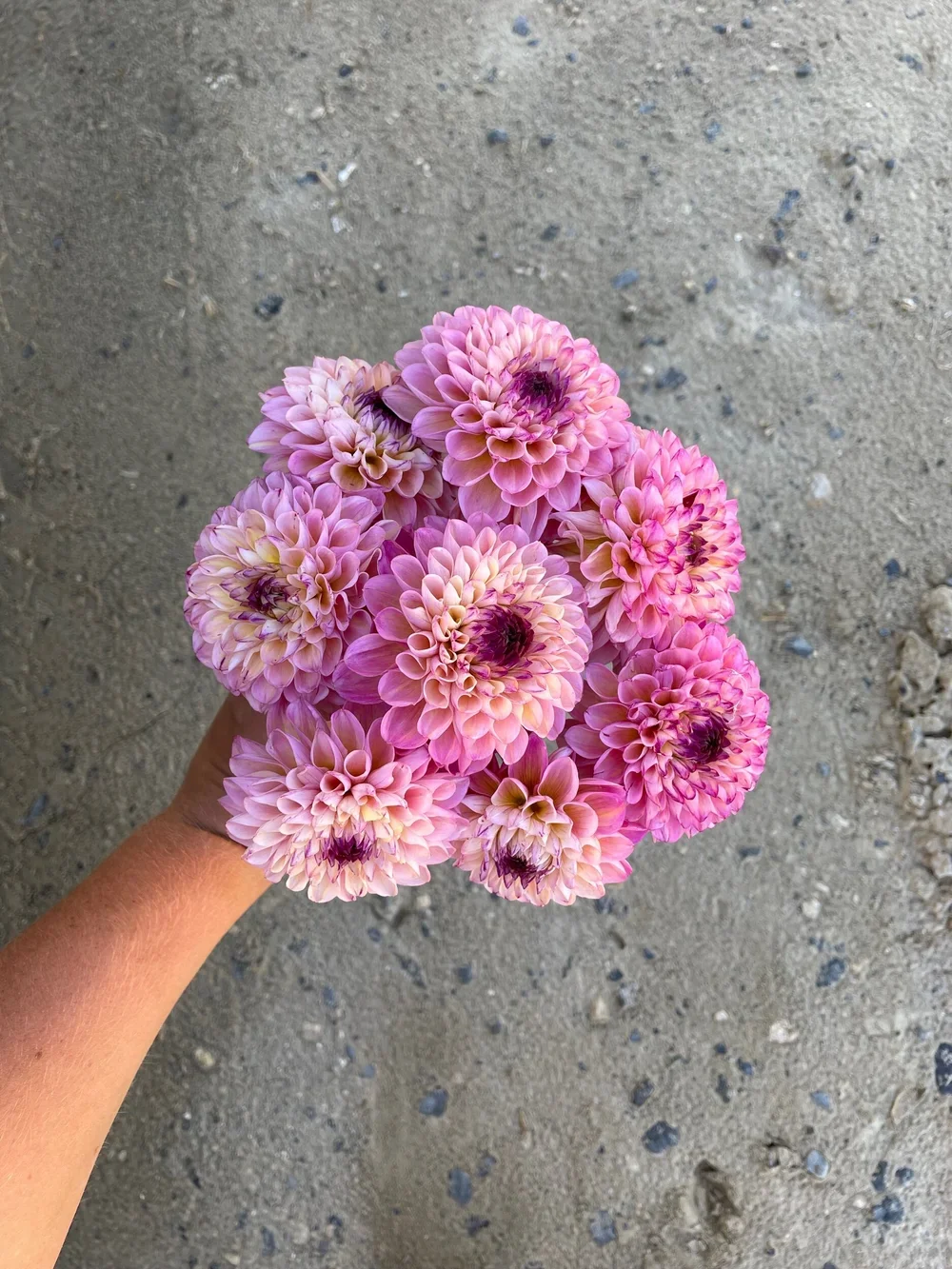 Wine Eyed Jill Tubers