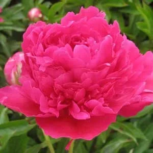 Felix Supreme Peony