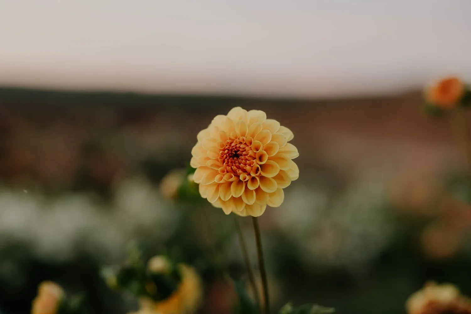 Golden Scepter Dahlias