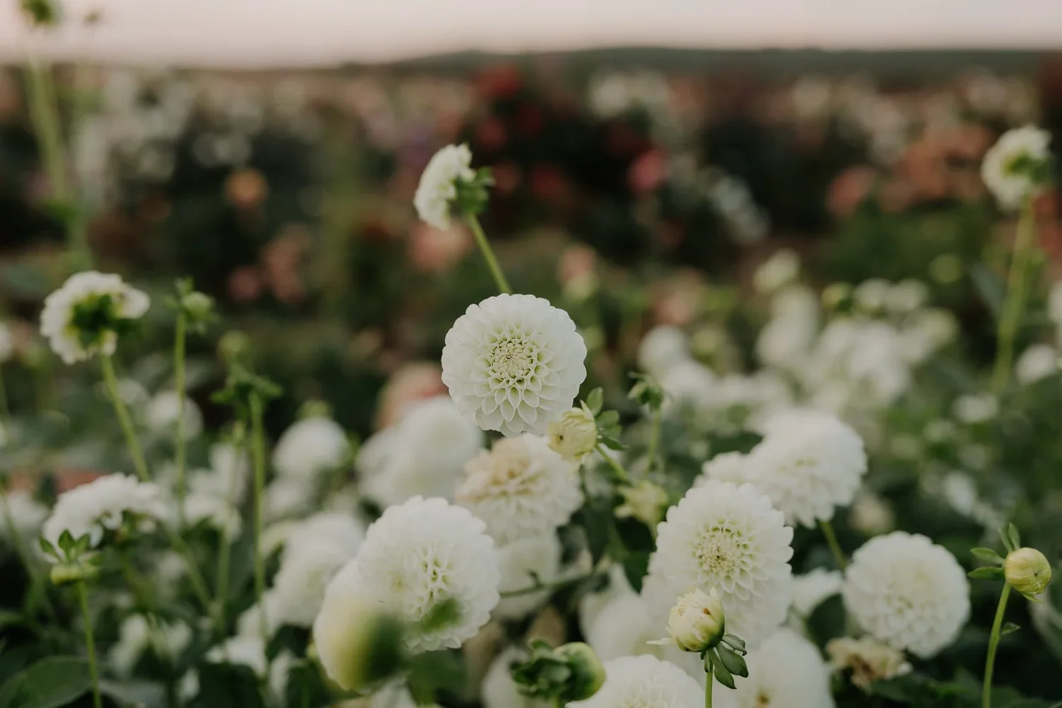 Boom Boom White Tubers