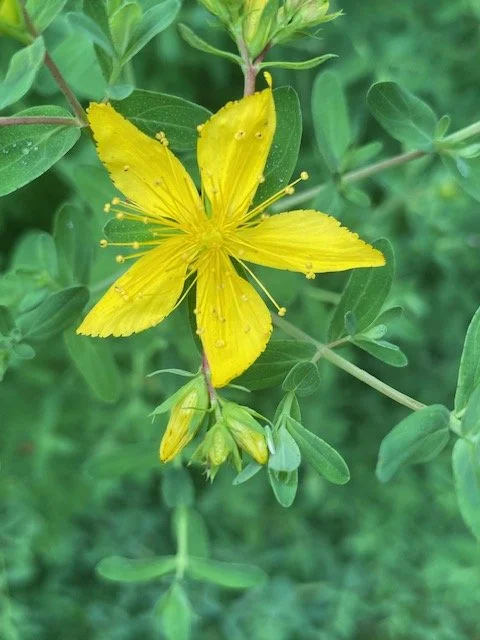 JUNE Plant Tea Talk--Saint John's Wort