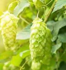Hops Flower