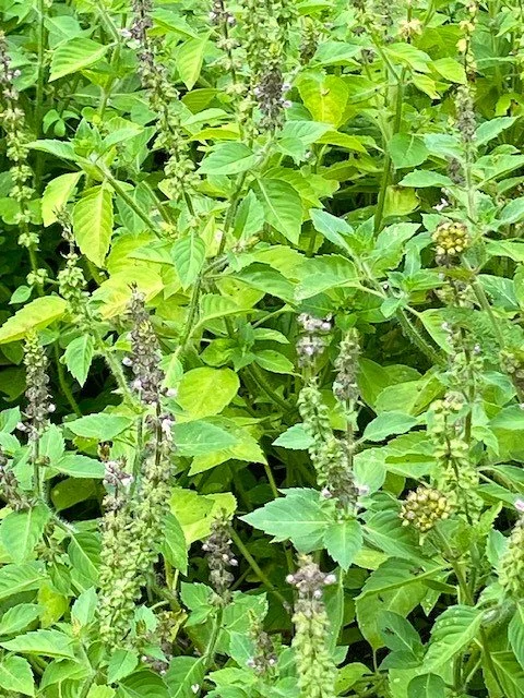 Tulsi leaves & flowers