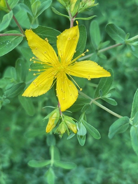 St. Johns Wort Tincture