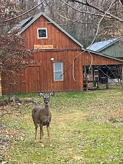 deer and cabin.jpg