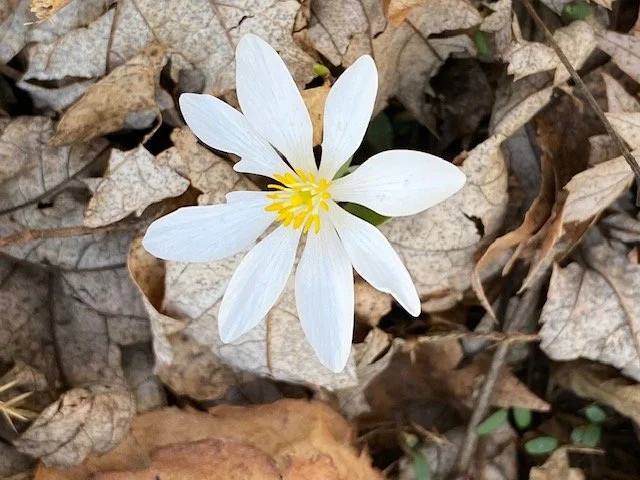White flower with yellow center among dry leaves on the ground