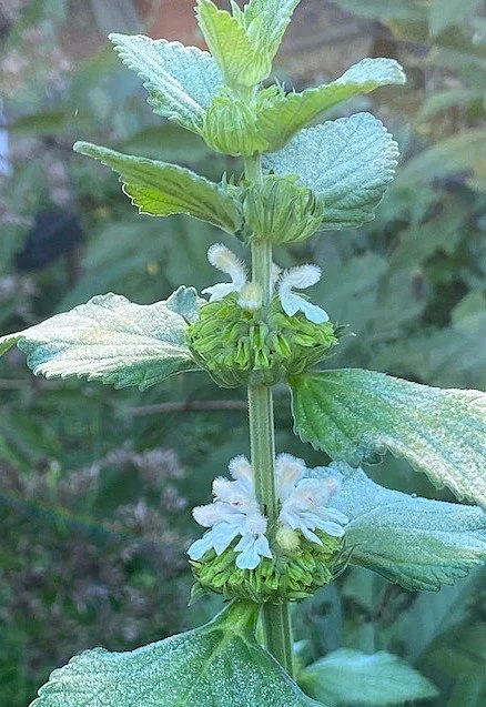 Dagga (Lions Ear alba) flowers
