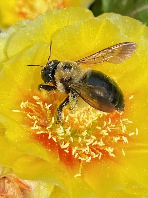 A bee collecting pollen from a bright yellow flower.