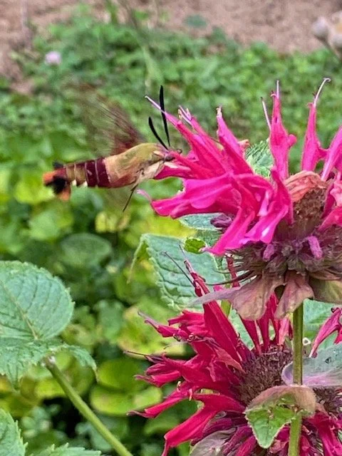 JUNE Plant Tea Talk--Monarda (aka Bee Balm)