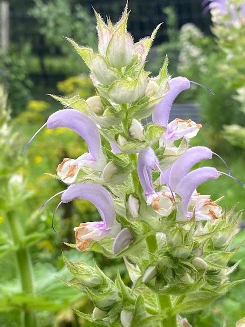 Clary Sage leaves & flowers
