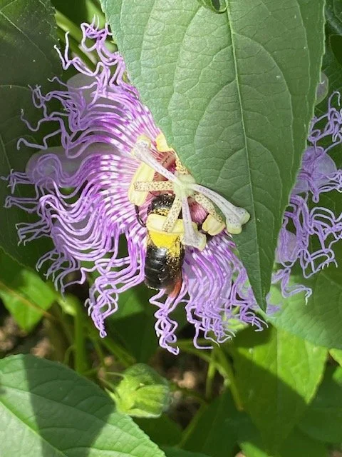 Passionflower tincture