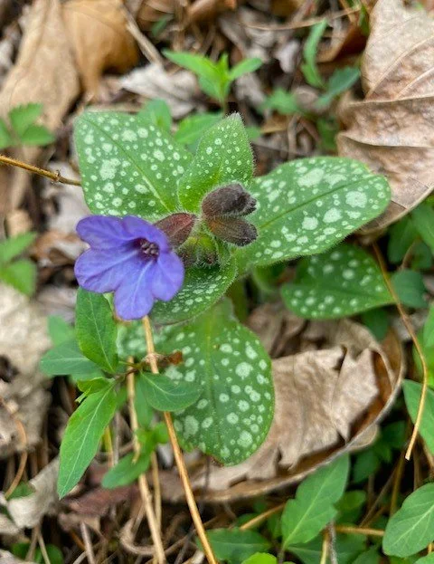 lungwort.jpg