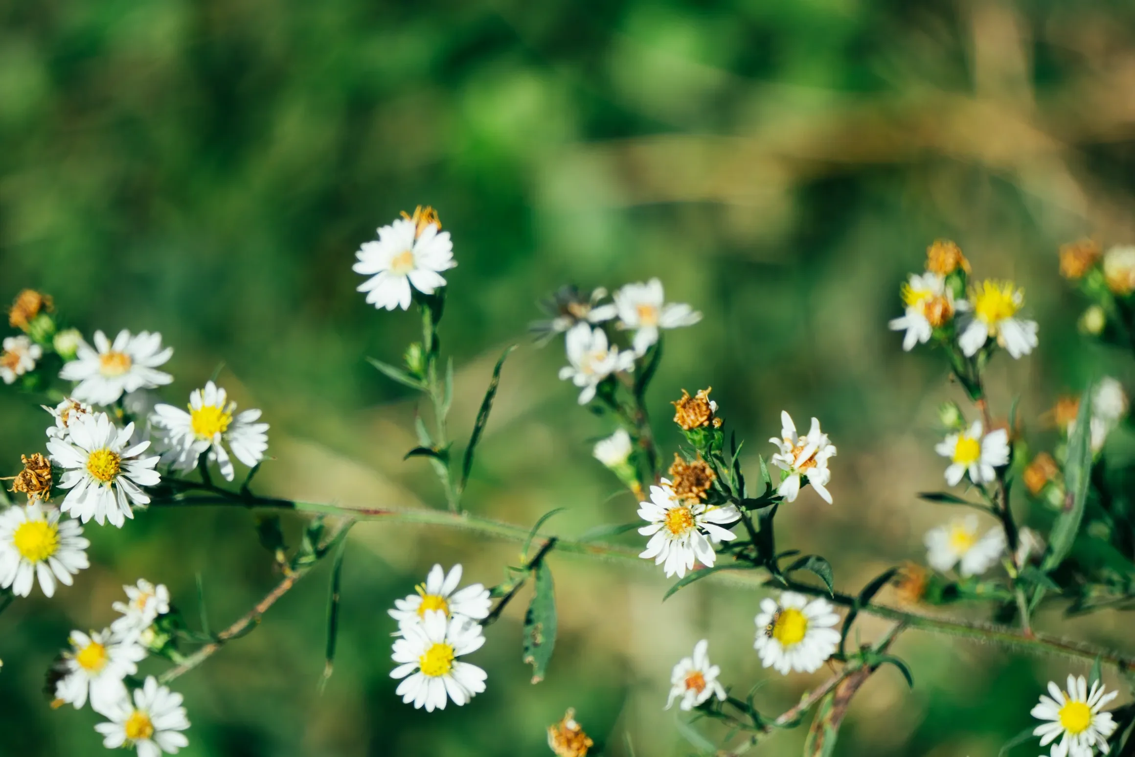Close-up of small white flowers with yellow centers on green stems, with some withered flowers, against a blurred green background.
