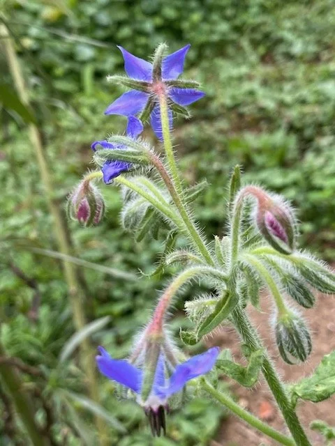 Close-up of a blue star-shaped flower with fuzzy green stems and buds in a natural green outdoor setting.