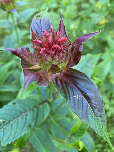 Monarda leaves and flowers