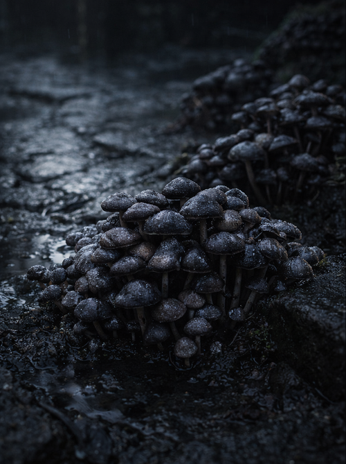 Bints Fungus