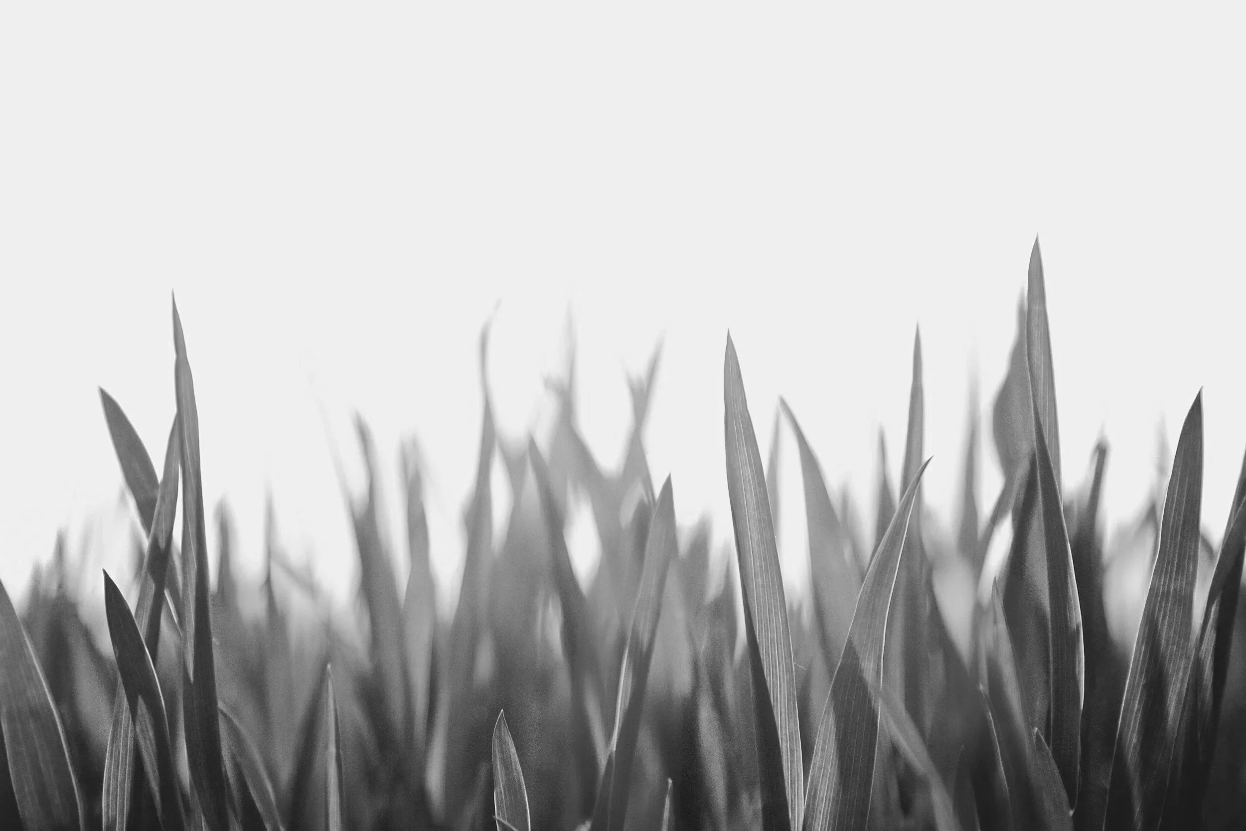 Black and white close-up of tall grass blades against a light background.