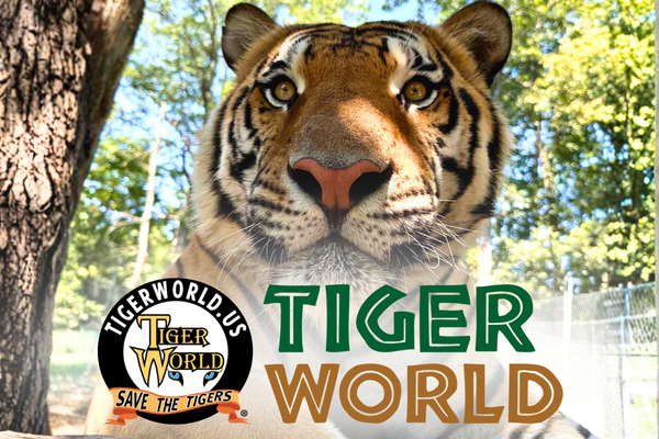 Tiger World - Rockwell, NC