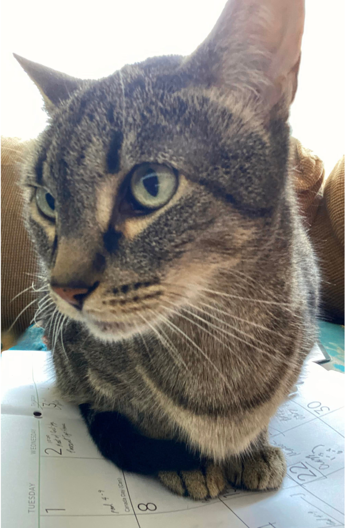 Close-up of a tabby cat with greenish eyes, sitting on a calendar with handwritten notes.