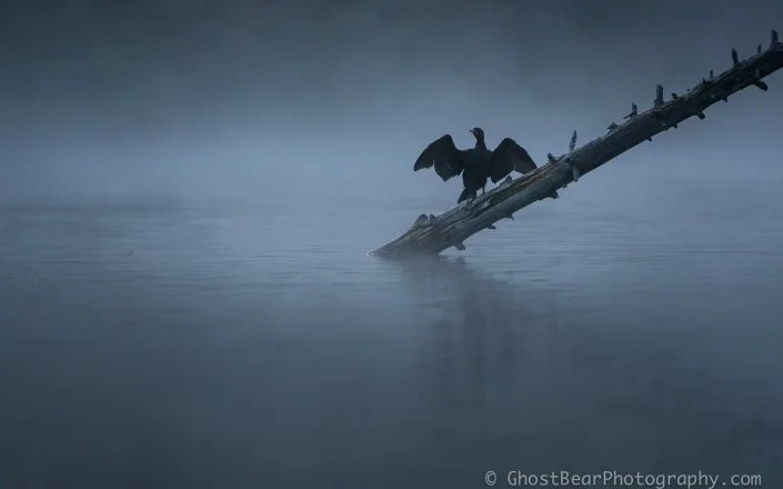 Moodly photograph of double breasted cormorant photographed from the back with wings outspread over a misty lake