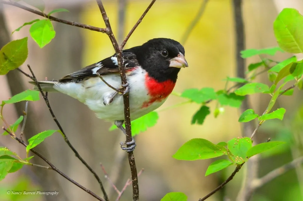 Rose breasted grosbeak Nancy Barrett