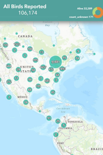 Global map showing bird collision reports across North America with data points concentrated in major urban areas like Toronto, Canada